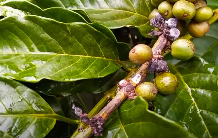 Rệp Sáp: Kẻ Phá Hoại Thầm Lặng Đe Dọa Triều Đại Cà Phê 4 Cành cây với lá xanh và quả nhỏ, bị nhiễm nấm hoặc sâu bệnh màu trắng và đen.