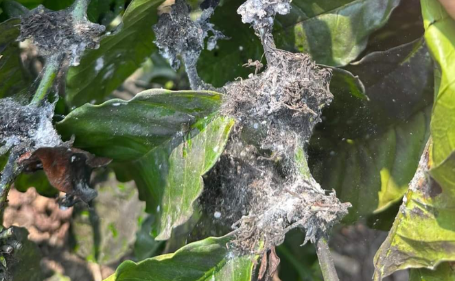 Rệp Sáp: Kẻ Phá Hoại Thầm Lặng Đe Dọa Triều Đại Cà Phê 6 Lá cây bị nhiễm nấm trắng và tơ, bề mặt lá xanh xen lẫn vùng nâu khô, ánh sáng mặt trời chiếu vào.