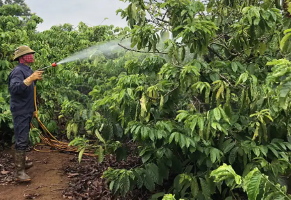 Rệp Sáp: Kẻ Phá Hoại Thầm Lặng Đe Dọa Triều Đại Cà Phê 7 Người làm vườn đang phun nước tưới cây trong khu vườn xanh tươi, mang ủng và đội mũ bảo hộ.