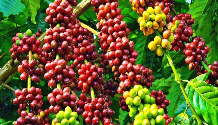 C&agrave;nh c&acirc;y c&agrave; ph&ecirc; với quả ch&iacute;n m&agrave;u đỏ, v&agrave;ng v&agrave; xanh, bao quanh bởi l&aacute; xanh tươi.