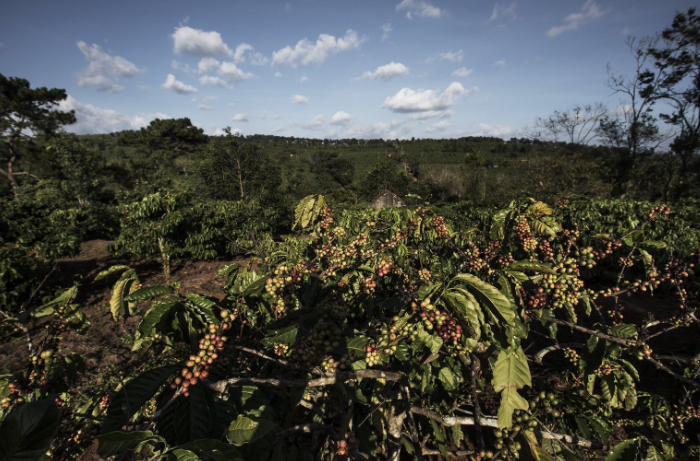 C&aacute;nh đồng c&agrave; ph&ecirc; ch&iacute;n đỏ dưới bầu trời xanh với m&acirc;y trắng, bao quanh bởi rừng c&acirc;y xanh mướt.