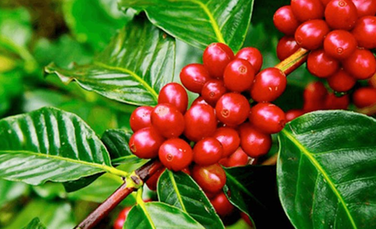 Ch&ugrave;m quả m&agrave;u đỏ tươi tr&ecirc;n c&agrave;nh c&acirc;y xanh, l&aacute; b&oacute;ng mượt, nổi bật trong &aacute;nh s&aacute;ng tự nhi&ecirc;n.