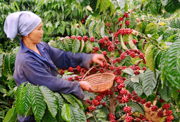 Người h&aacute;i c&agrave; ph&ecirc; đang thu hoạch tr&aacute;i ch&iacute;n đỏ từ c&acirc;y, với giỏ tre tr&ecirc;n tay, trong vườn c&agrave; ph&ecirc; xanh tươi.