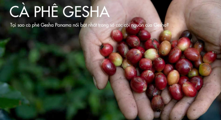 Hai bàn tay đang nâng những quả cà phê chín đỏ, nền lá xanh mờ.