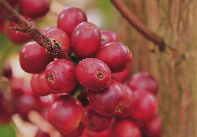 Chùm quả màu đỏ mọng treo trên cành cây, nổi bật trên nền lá xanh mờ.