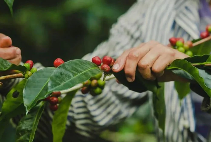 Người đang hái quả cà phê chín đỏ trên cành, xung quanh là lá xanh tươi.