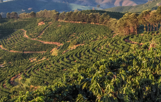 Cánh đồng cà phê xanh tươi trải dài trên những ngọn đồi, với hàng cây thẳng tắp, ánh sáng nhẹ nhàng chiếu rọi.