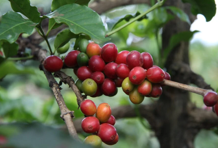 Cành cây cà phê với những quả chín đỏ và xanh, lá xanh tươi bao quanh trong khung cảnh tự nhiên.