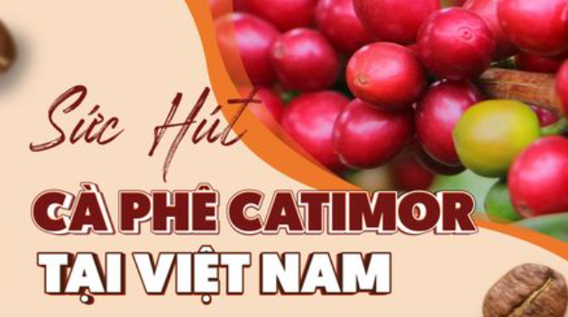 Hình ảnh quảng cáo cà phê Catimor tại Việt Nam với hình ảnh hạt cà phê đỏ và chữ nổi bật.