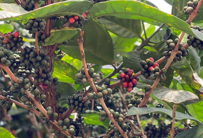 C&acirc;y c&agrave; ph&ecirc; với quả ch&iacute;n đỏ v&agrave; xanh l&aacute;, l&aacute; xanh tươi tốt, trong m&ocirc;i trường tự nhi&ecirc;n.