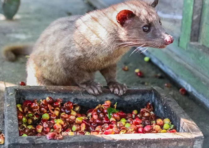 Một con vật đứng cạnh một khay chứa đầy hạt c&agrave; ph&ecirc; ch&iacute;n, dưới &aacute;nh s&aacute;ng tự nhi&ecirc;n.