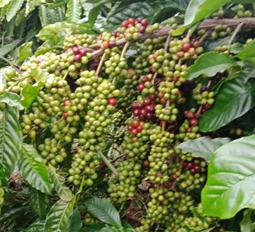 Cành cây cà phê với nhiều quả xanh và đỏ đang chín, xung quanh là lá xanh tươi.