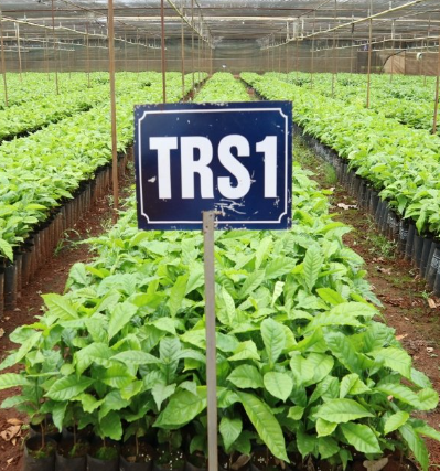 Vườn ươm cây xanh với biển hiệu "TRS1" phía trước, cây trồng đều đặn trong các bầu đất nhỏ.