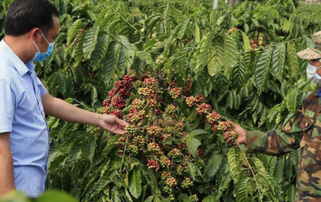 Hai người đang kiểm tra cây cà phê với nhiều quả chín tại một trang trại.