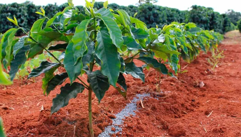 Bí quyết vàng cho vụ mùa bội thu: Những yếu tố quyết định khi trồng cà phê 6 Hàng cây xanh đang phát triển trên nền đất đỏ, với một lối đi nhỏ giữa các hàng cây.