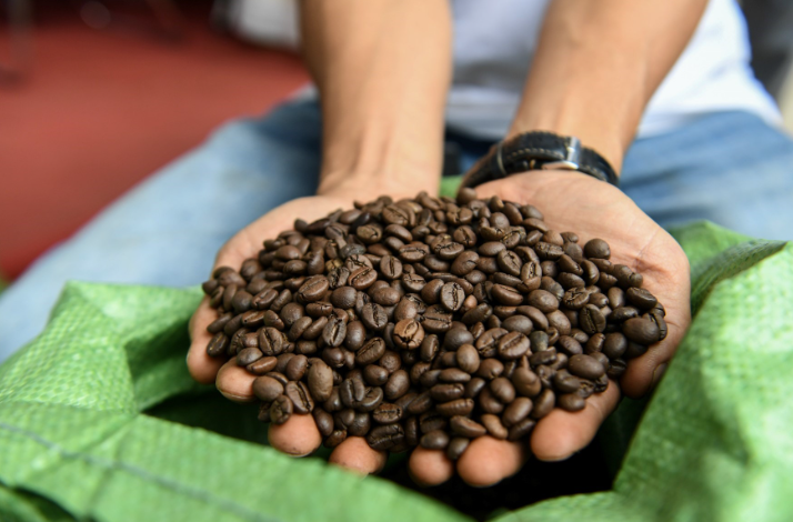 Bí ẩn hương vị: Khám phá các hợp chất kỳ diệu trong tách cà phê của bạn 5 Đôi tay cầm hạt cà phê rang, phía sau là túi màu xanh, nền mờ.