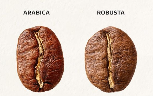 Bí ẩn hương vị: Khám phá các hợp chất kỳ diệu trong tách cà phê của bạn 7 Hình ảnh so sánh hạt cà phê Arabica và Robusta với đặc điểm bề ngoài khác nhau.