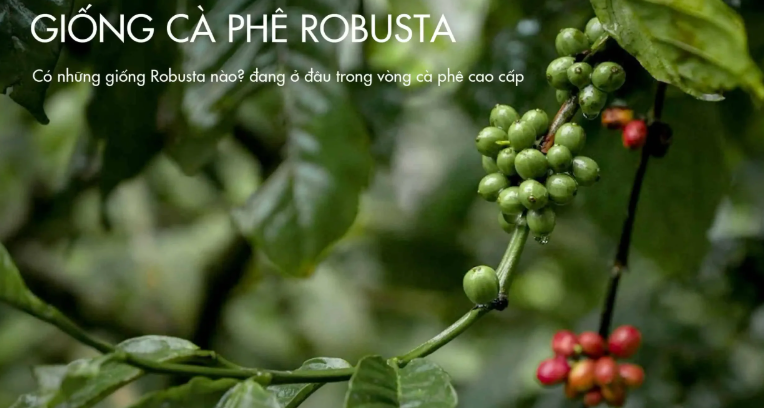 Anh chup man hinh 2025 09 01 173159