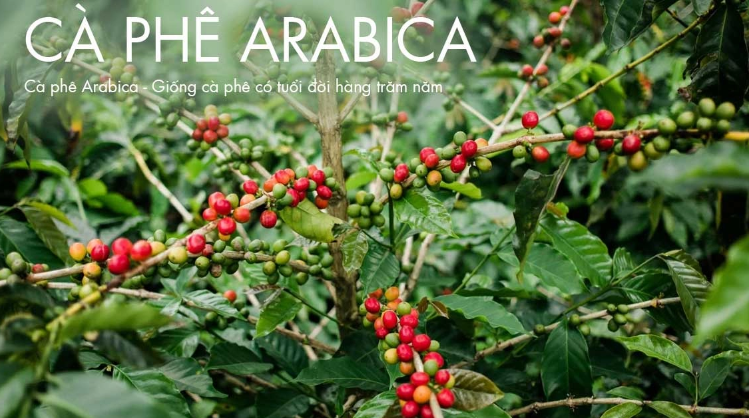 C&acirc;y c&agrave; ph&ecirc; Arabica với tr&aacute;i m&agrave;u đỏ v&agrave; xanh tr&ecirc;n c&agrave;nh, bao quanh bởi l&aacute; xanh tươi.