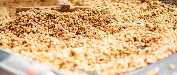 Hạt c&agrave; ph&ecirc; đang được phơi kh&ocirc; tr&ecirc;n bề mặt phẳng, c&oacute; c&ocirc;ng cụ d&ugrave;ng để đảo đều c&aacute;c hạt.