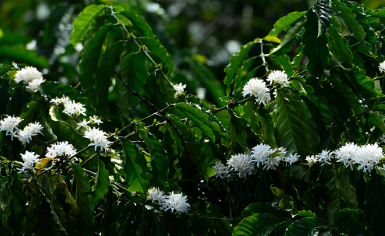 Cành cây xanh tươi với những bông hoa trắng nhỏ nở rộ, tạo cảm giác tươi mát và tự nhiên.