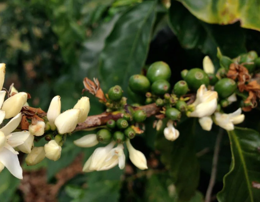 Nhánh cây với hoa trắng và quả xanh non, xung quanh là lá cây xanh đậm.