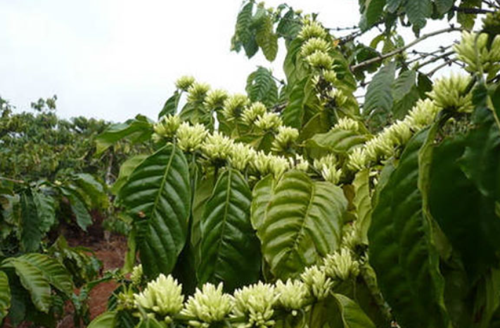 Cây cà phê đang nở hoa trắng, lá xanh tươi, tạo thành một cảnh quan thiên nhiên tươi đẹp.