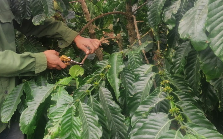 Người làm vườn đang cắt tỉa cành cây với dụng cụ cắt tỉa, xung quanh là nhiều lá xanh tươi.