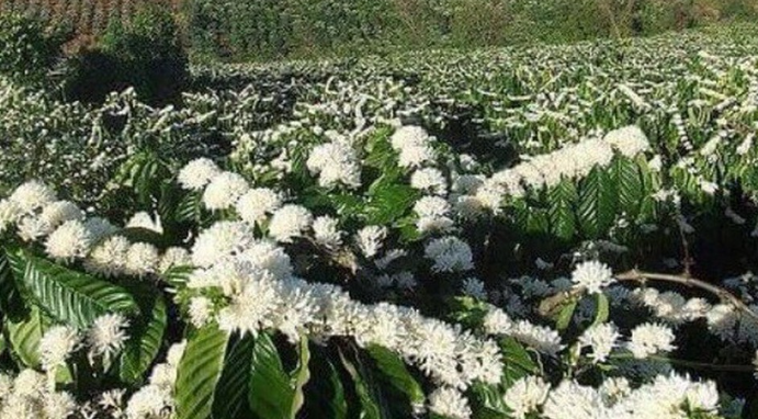 Cánh đồng hoa cà phê trắng nở rộ, xen lẫn với lá xanh, trải dài trên một sườn đồi.