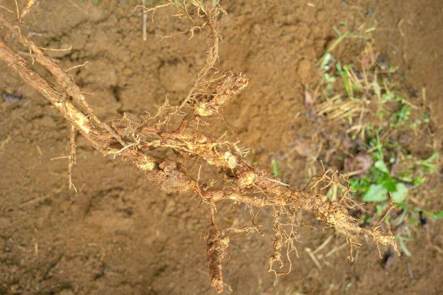 Cách Nhận Biết và Phòng Ngừa Bệnh Lở Cổ Rễ Trên Cây Cà Phê Hiệu Quả 3 Rễ cây bị biến dạng với các u sần, nằm trên nền đất nâu, một số lá xanh xung quanh.