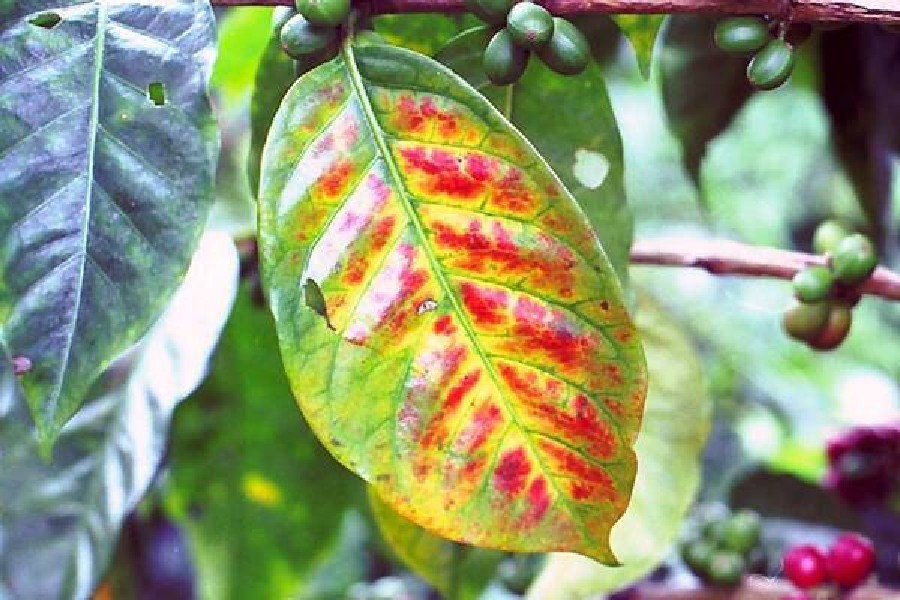 Dấu hiệu nhận biết cây cà phê thiếu dinh dưỡng và cách khắc phục hiệu quả 3 Lá cây với các vệt màu vàng và đỏ, xung quanh có vài quả xanh nhỏ trên cành.