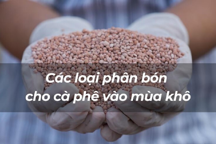 Chiến Lược Bón Phân Tối Ưu Cho Cây Cà Phê Mùa Khô Đạt Năng Suất Cao 5 Đôi tay đeo găng tay cầm nắm hạt phân bón màu nâu, với dòng chữ về phân bón cho cà phê vào mùa khô.