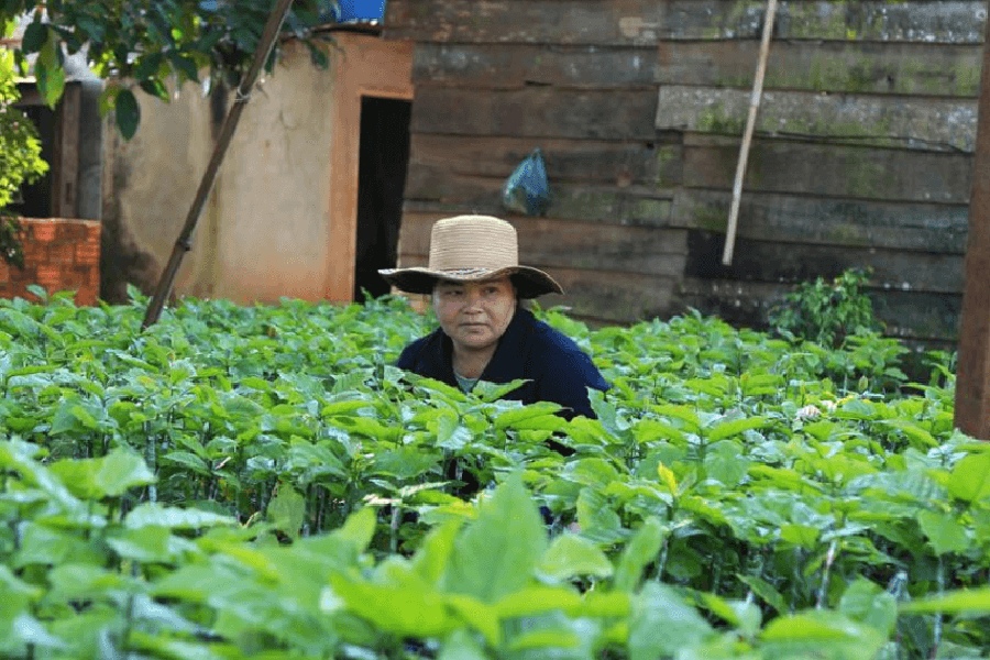 Cách Nhân Giống Cà Phê Hiệu Quả: Hướng Dẫn Chi Tiết và Dễ Thực Hiện 14 Người đội mũ rộng vành đang làm việc trong vườn cây xanh tốt, phía sau là tường gỗ.