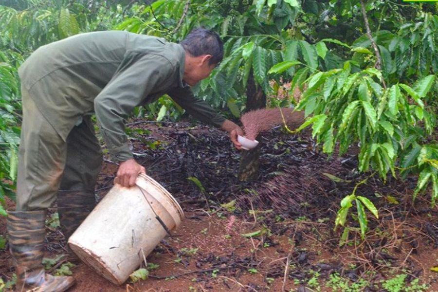 Dấu hiệu nhận biết cây cà phê thiếu dinh dưỡng và cách khắc phục hiệu quả 5 Người đang bón phân cho cây trồng trong vườn, xung quanh là cây xanh tươi tốt.