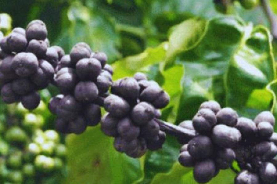 Cách Nhận Biết và Phòng Ngừa Bệnh Lở Cổ Rễ Trên Cây Cà Phê Hiệu Quả 9 Chùm quả màu tím đậm trên cành cây xanh, nổi bật với lá nền màu xanh lá.
