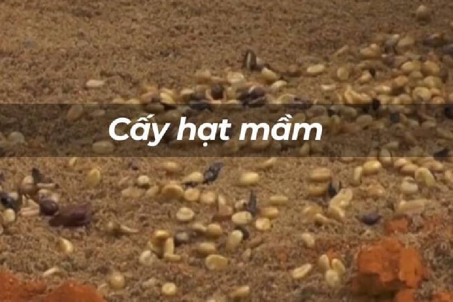 Cách Nhân Giống Cà Phê Hiệu Quả: Hướng Dẫn Chi Tiết và Dễ Thực Hiện 7 Hình ảnh các hạt giống đang được gieo trồng trên đất, với dòng chữ "Cấy hạt mầm" ở giữa.