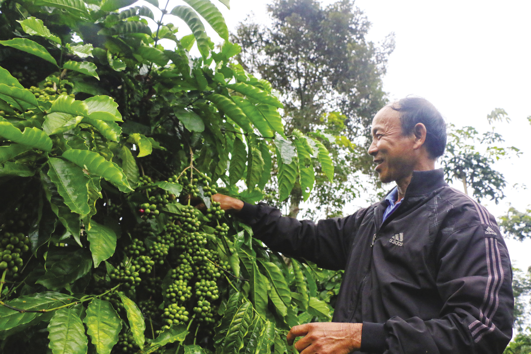 Người đ&agrave;n &ocirc;ng đang chăm s&oacute;c c&acirc;y c&agrave; ph&ecirc; với quả xanh, xung quanh l&agrave; những t&aacute;n l&aacute; xanh tươi tốt.