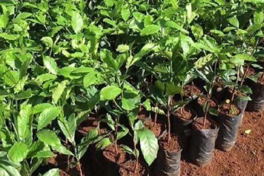 Cách Nhân Giống Cà Phê Hiệu Quả: Hướng Dẫn Chi Tiết và Dễ Thực Hiện 11 Cây non xanh tươi được trồng trong túi nhựa đen, xếp thành hàng trên nền đất nâu.