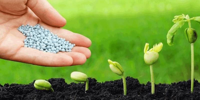 Cách Bón Trung Vi Lượng Tối Ưu Cho Cà Phê: Cân Đối Dinh Dưỡng Hiệu Quả 3 Bàn tay rải phân bón màu xanh lên đất, bên cạnh là những cây non đang nảy mầm trong đất màu đen.