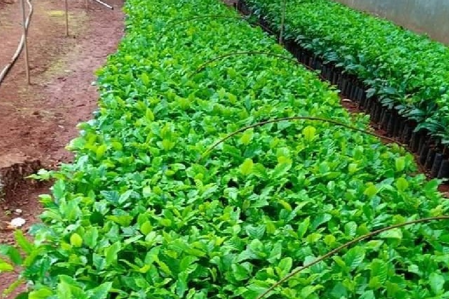 Cách Nhân Giống Cà Phê Hiệu Quả: Hướng Dẫn Chi Tiết và Dễ Thực Hiện 12 Vườn ươm với nhiều cây non xanh tươi được trồng thành hàng, có hệ thống tưới nước bằng ống dẫn.