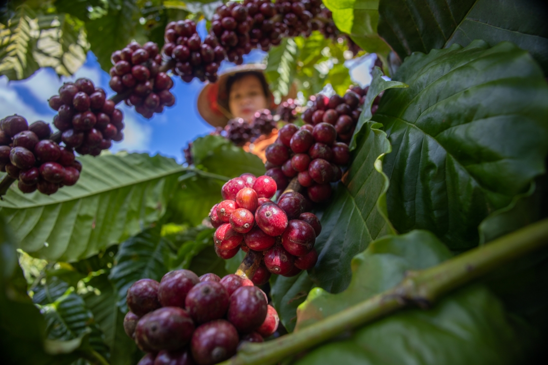 Cận cảnh chùm cà phê chín đỏ trên cây, nền là người đội nón lá và bầu trời xanh.