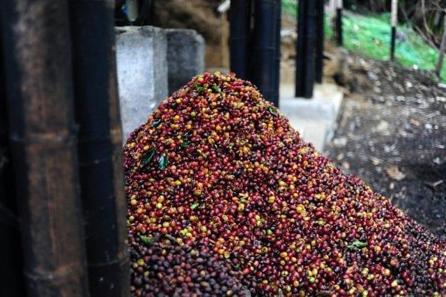 Đống tr&aacute;i c&acirc;y nhỏ m&agrave;u đỏ v&agrave; xanh l&aacute;, xung quanh c&oacute; c&aacute;c ống v&agrave; bề mặt đất.