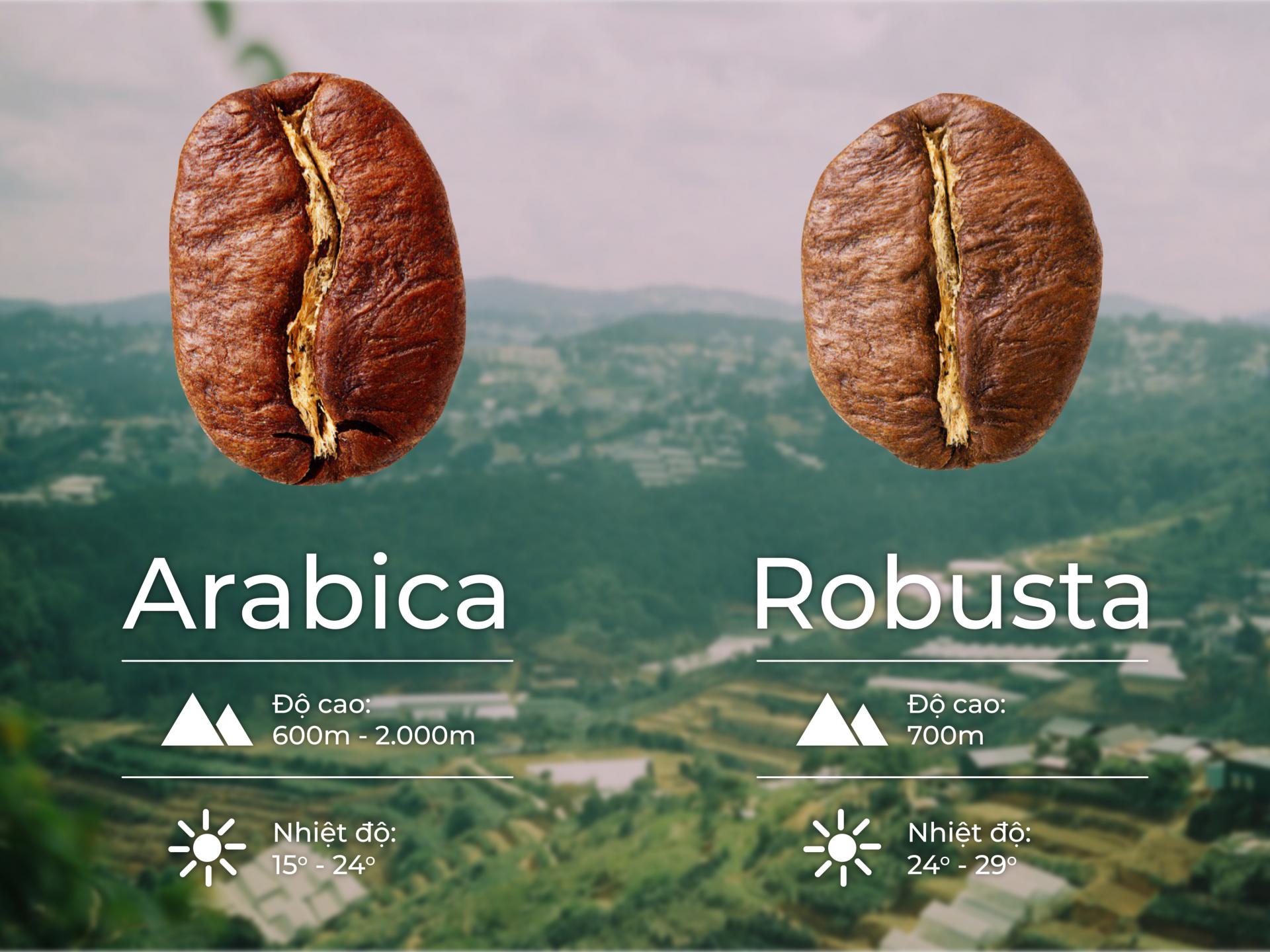 Hình ảnh hạt cà phê Arabica và Robusta với thông tin về độ cao và nhiệt độ thích hợp.