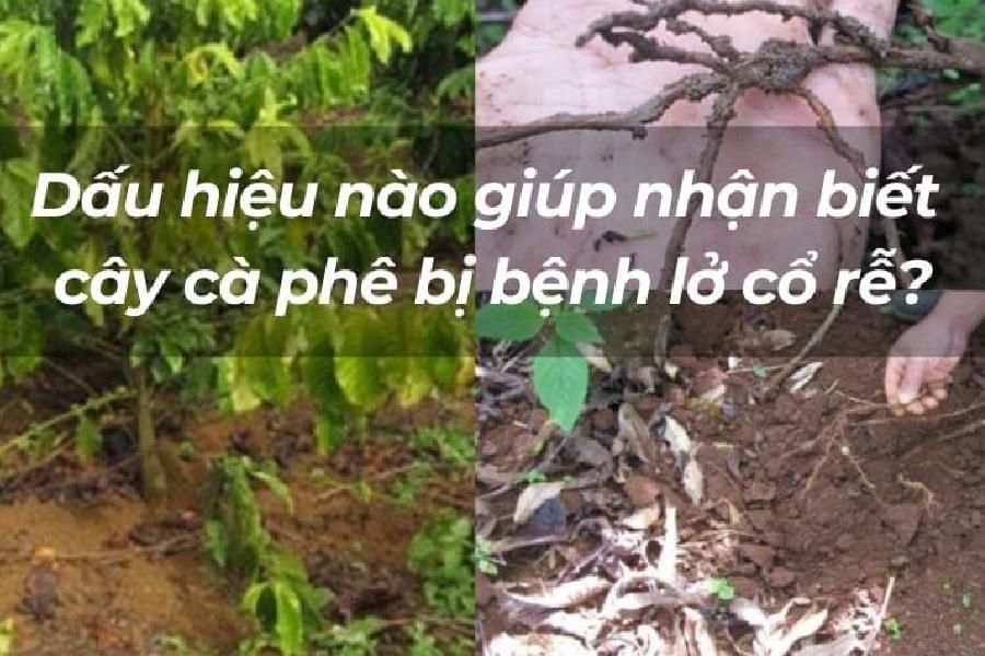 Cách Nhận Biết và Phòng Ngừa Bệnh Lở Cổ Rễ Trên Cây Cà Phê Hiệu Quả 6 Hình ảnh cây cà phê và rễ, kèm văn bản về dấu hiệu bệnh lở cổ rễ.