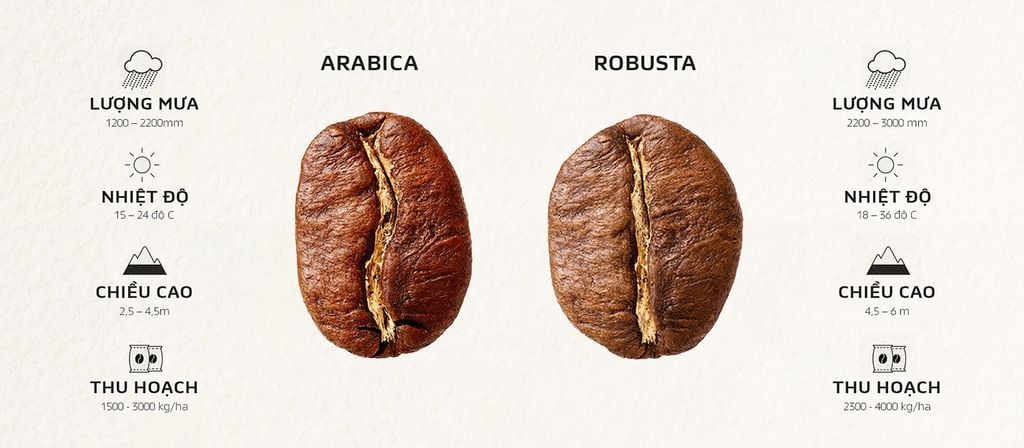 Hình ảnh so sánh hạt cà phê Arabica và Robusta với thông số khí hậu và điều kiện trồng trọt khác nhau.