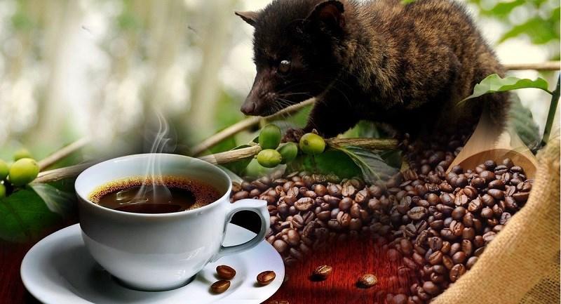 Dinh nghia ca phe chon Kopi Luwak