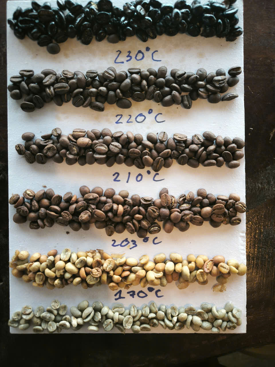 Các hạt cà phê được rang ở các mức nhiệt độ khác nhau từ 170°C đến 230°C, xếp thành hàng trên tấm nền trắng.