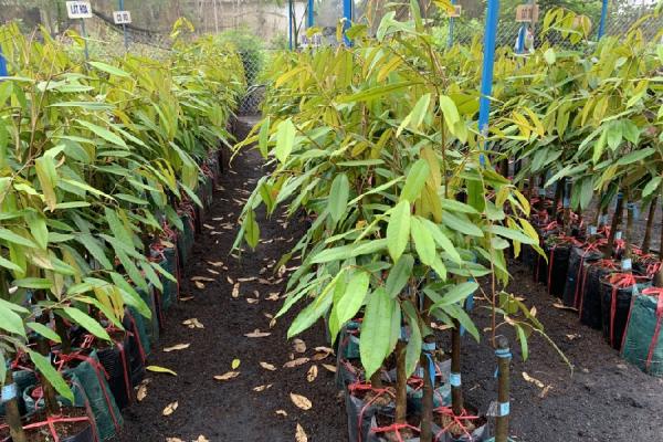 Bí Quyết Tăng Gấp Đôi Năng Suất: Kỹ Thuật Trồng Sầu Riêng Xen Cà Phê 10 Hàng cây non trồng trong túi nhựa, xếp thành hàng trên nền đất, với lá xanh tươi.