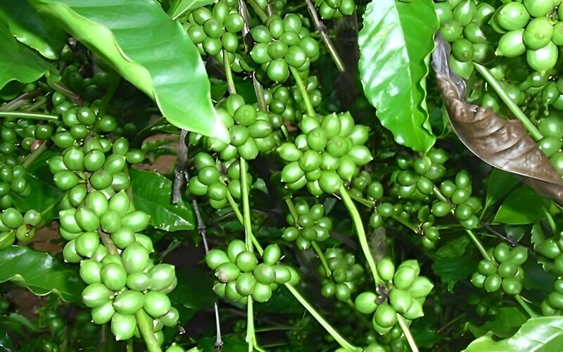 Cành cây với những chùm quả xanh tươi và lá xanh đậm, một vài lá đã khô và chuyển màu nâu.