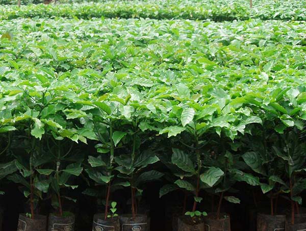 Hàng loạt cây non xanh tươi trồng trong các túi nhựa đen, được sắp xếp thẳng hàng trong vườn ươm.